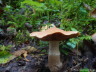 Cortinarius laniger