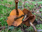 Cortinarius malicorius