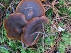 Cortinarius malicorius