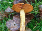 Cortinarius malicorius