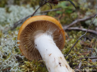 Cortinarius mucosus