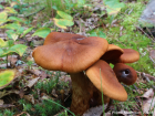 Cortinarius rubellus