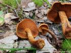 Cortinarius rubellus