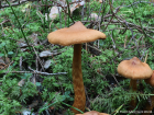 Cortinarius rubellus