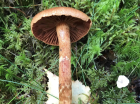 Cortinarius rubellus