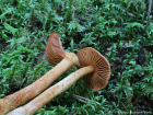 Cortinarius rubellus