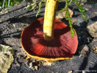 Cortinarius semisanguineus