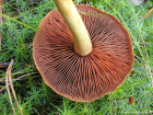 Cortinarius semisanguineus