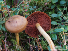 Cortinarius semisanguineus