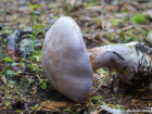 Cortinarius traganus