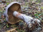 Cortinarius traganus