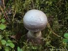 Cortinarius traganus