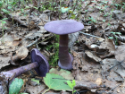 Cortinarius violaceus