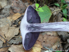 Cortinarius violaceus