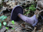 Cortinarius violaceus