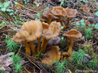 Craterellus tubaeformis