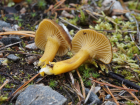 Craterellus tubaeformis