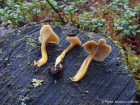 Craterellus tubaeformis