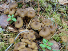 Craterellus tubaeformis