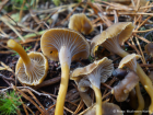 Craterellus tubaeformis