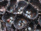 Cyathus striatus