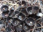 Cyathus striatus