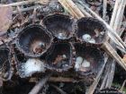Cyathus striatus