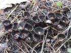 Cyathus striatus