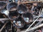 Cyathus striatus
