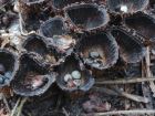 Cyathus striatus