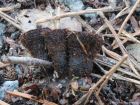 Cyathus striatus