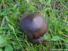 Entoloma sericeum