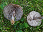 Entoloma sericeum