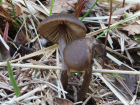 Entoloma vernum