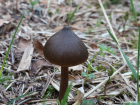 Entoloma vernum