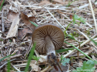 Entoloma vernum