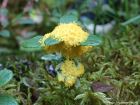 Fuligo septica