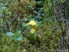 Fuligo septica