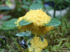 Fuligo septica