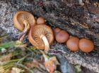 Galerina marginata