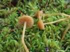 Galerina pumila