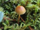 Galerina pumila