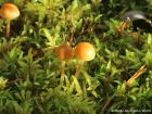 Galerina pumila