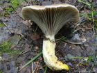 Gomphidius glutinosus