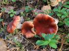 Gomphidius roseus