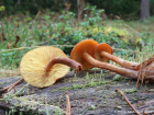 Gymnopilus picreus