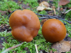 Gymnopilus picreus