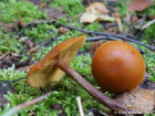 Gymnopilus picreus