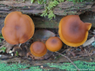 Gymnopilus picreus