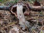 Gyromitra esculenta